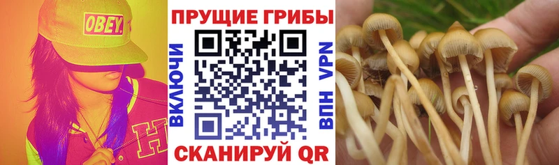 Галлюциногенные грибы Psilocybe  хочу   Алатырь 